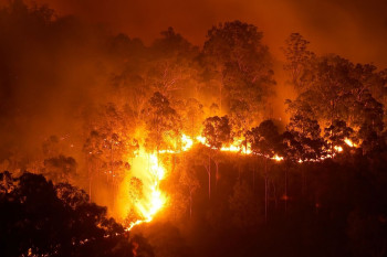 6 روز آتش سوزی در جنگل های گچساران بدون اطفاء !