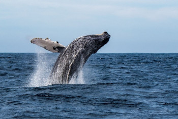فیلم پرش نهنگ در ساحل بوشهر واقعیست ؟