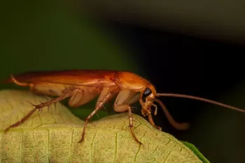 خواب سوسک دیدن به چه معناست