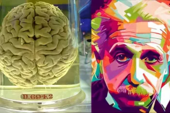 مغز انیشتن در شیشه/ با بقیه مغزها تفاوت دارد؟