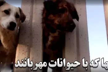 کلیپ پربازدید هفته/ آنها که با حیوانات مهربانند