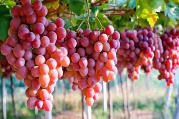 شهر جهانی انگور کجای ایران است ؟