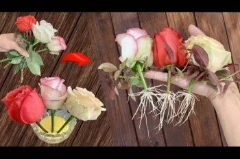 گل های رز را ریشه دار کن و سالها از آن ها لذت ببر !!