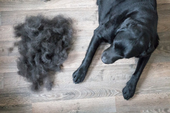 راه کاری موثر جهت پاک کردن موی حیوانات خانگی از روی مبل و فرش