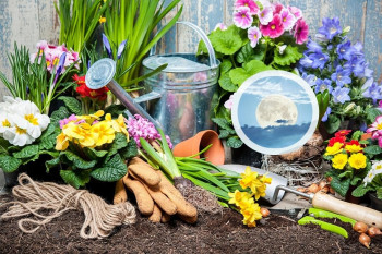ضدعفونی کردن خاک گلدان و باغچه برای جلوگیری از قارچ و کپک