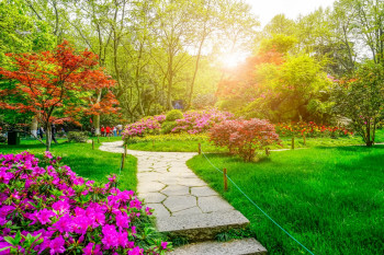 معرفی گیاهان سازگار با محیط، برای ویلاهای شمال ایران