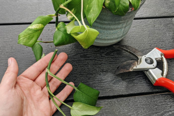 بررسی علت های پیچ خوردن برگ گیاه پتوس