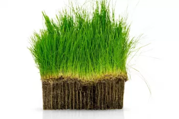 روش تهیه سبزه گندم در خاک ژله ای + روش نگهداری