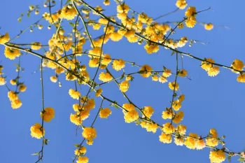 روش کاشت و نگهداری از گل رز ژاپنی (گل آبشار طلایی)