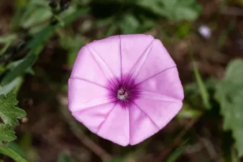 6 خاصیت شگفت انگیز گیاه پیچک صحرایی را بشناسید !