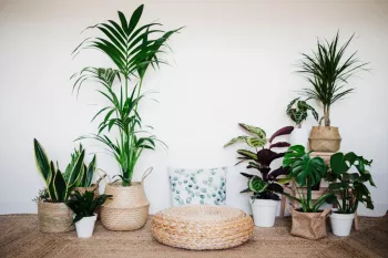 معروف ترین گیاهان آپارتمانی کدامند؟