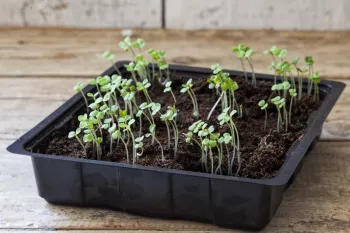 آموزش کاشت سبزه فوری کیکوج برای عید نوروز