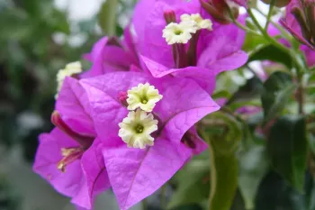 معرفی و روش پرورش گل کاغذی در باغچه
