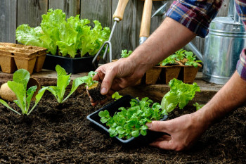 آشنایی با نحوه کاشت و پرورش ۷ مدل سبزی خوراکی در گلدان