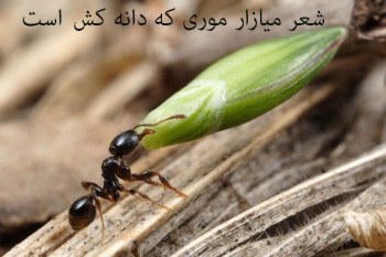 متن کامل شعر میازار موری که دانه کش است از سعدی + معنی شعر