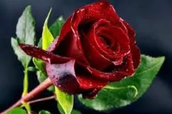 شعر غمگین عاشقانه درباره گل سرخ