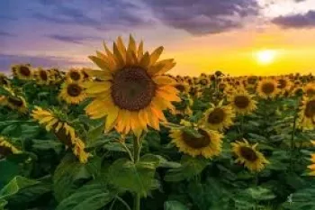 کپشن گل آفتابگردان | جملات سنگین و خاص عاشقانه در وصف گل آفتابگردان