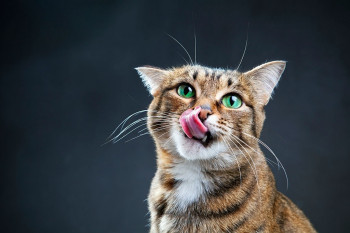 روانشناسی گربه ها : آشنایی با انواع رفتارهای گربه و دلیل آن