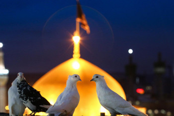 دانلود آهنگ امام رضا قربون کبوترات با کیفیت بالا