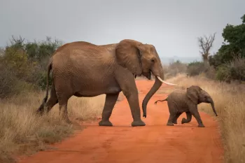 دانلود جذاب ترین گیف های فیل بزرگترین حیوان جهان