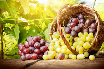 دانستنی هایی درمورد ارزش غذایی و خواص انگور