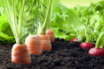 با انواع سبزیجات ریشه ای آشنا شوید