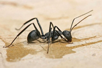 با این مورچه کش ها برای همیشه از شر مورچه ها خلاص شوید