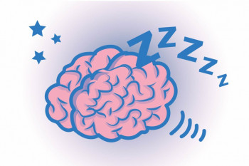 هنگامی که خواب هستیم مغزمان چکار می کند ؟