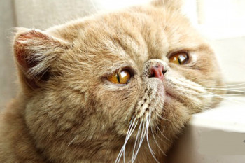 6 دلیل اصلی قهر کردن گربه خانگی و راهکارهای آن