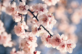 77 عکس زیبای شکوفه هلو با حال و هوای بهار