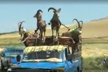 دنگدال بختیاری