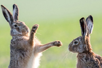 عکاسی ماهرانه یک عکاس از جنگ خرگوش ها!