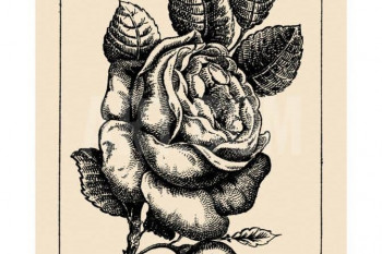 آیا می توانید چهره دختر پنهان شده در گل رز را پیدا کنید؟ / تست هوش