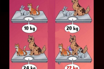 آیا میتوانید بگویید وزن این سه حیوان چقدر است؟ / تست هوش