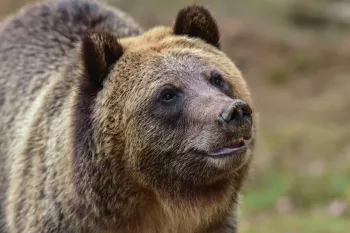 فیلم عجیب خرس غول پیکر که با انسان طناب می زند شما را شگفت زده خواهد کرد!