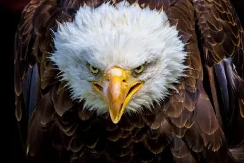 شگفتی حیات وحش؛ عقاب طلایی وحشیانه بچه گوزن رو شکار می کنه