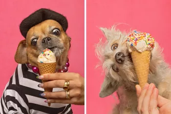 عکاسی از سگ هایی که در حال بستنی خوردن هستند حتما قلب شما را آب میکند !
