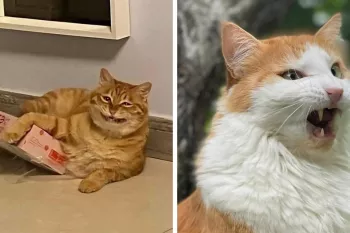 با دیدن چهره های این گربه ها خنده ات میگیره !