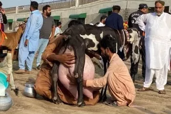 مسابقه شیردوشی بزها ؛ این بز پاکستانی ۳.۷۳۰ کیلوگرم شیر داد و اول شد