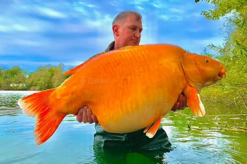 یکی از بزرگترین ماهی های قرمز جهان در فرانسه صید شد!
