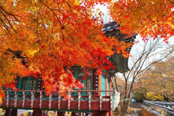 پاییز در سئول کره جنوبی همینقدر رویایی و قشنگ!