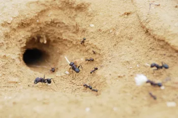 خونه مورچه ها زیر زمین چطوریه؟!