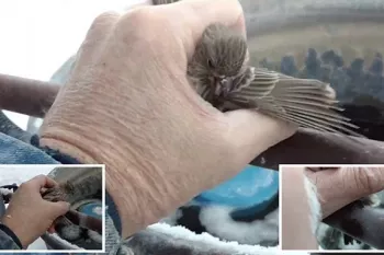 نجات پرنده با پاهای یخ زده !