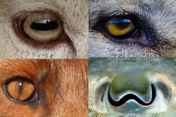 دلیل اینکه چرا مردمک چشم حیوانات به شکل و اندازه های مختلفی است فاش شد!