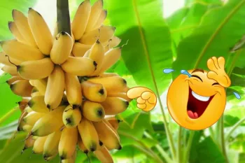 تفاوت ذوق کردن یه ایرانی و یه آفریقایی وقتی یه خوشه موز ببینن !