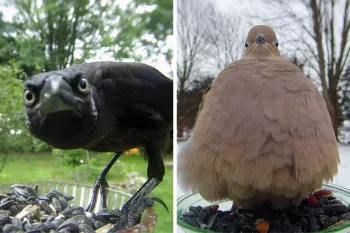 دوربین یک زن وقتی که او به پرنده ها غذا میدهد این تصاویر فوق العاده زیبا را شکار کرده است!