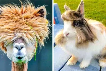شیفته ی مدل موهای این حیوانات خواهید شد!