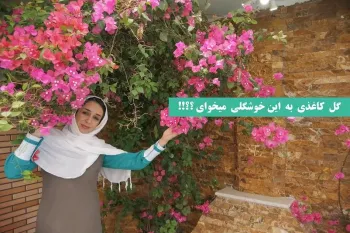 راز و رمز نگهداری گل کاغذی+ تکثیر/ گل کاغذی بهترین گیاه فضای باز !