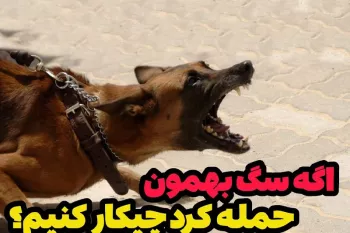 اگه سگ بهمون حمله کرد چیکار کنیم؟!
