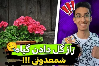 راز نگهداری گیاه شمعدونی / چجوری شعمدانی پر گل داشته باشیم؟!